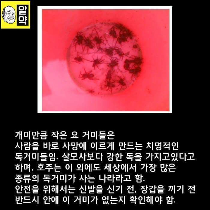 혐오주의) 호주의 위엄 | 인스티즈