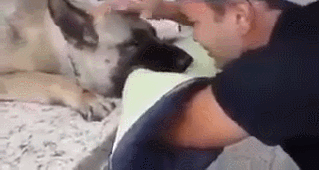 안락사 직전 주인과 신나게 노는 댕댕이.gif | 인스티즈