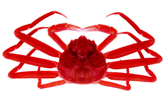 실패한 디자인의 생물.jpg | 인스티즈