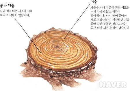 나이테 이미지