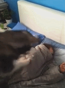 개가 주인을 깨우는 방법.gif | 인스티즈