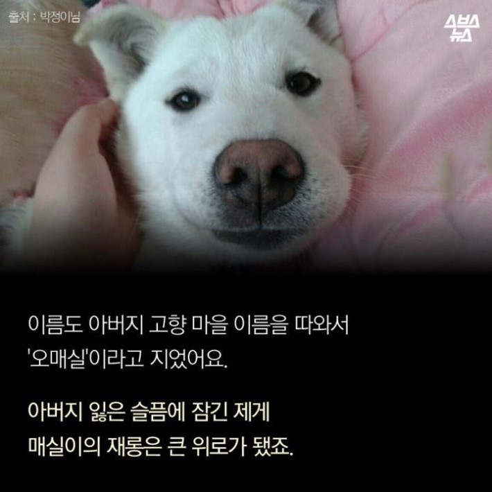 가족같은 강아지의 죽음 | 인스티즈