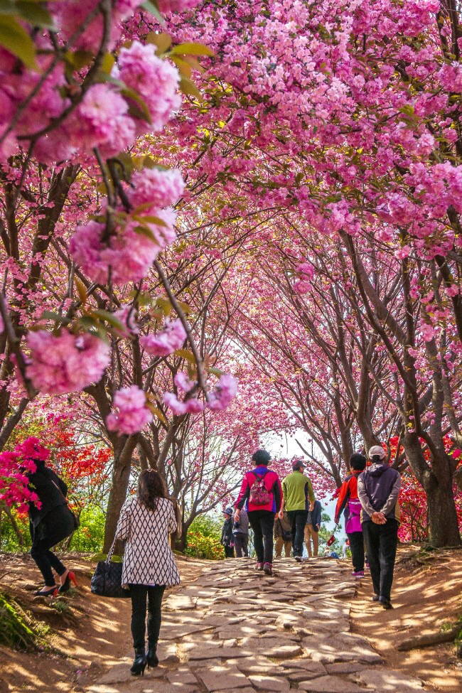 전주 완산공원 꽃동산 - 관광객보다 전주 시민들이 더 많이 가는 곳 | 인스티즈