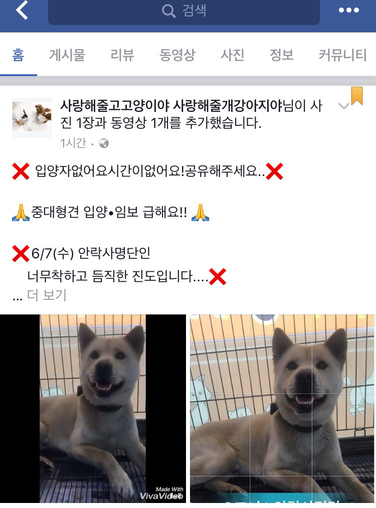 안락사 명단인 귀여운 강아지 고양이들에게 관심을 가져 줘! | 인스티즈