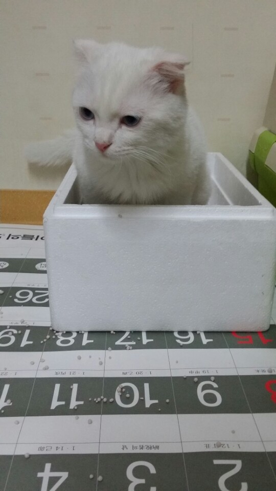 고양이는 요물이니 빨리 어디 보내버리라고 하셨던 여친 아버지 | 인스티즈