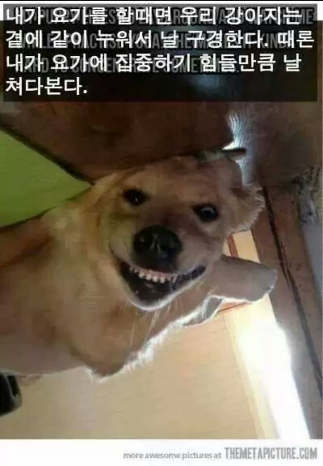 강아지들을 키우고 싶은 이유 | 인스티즈