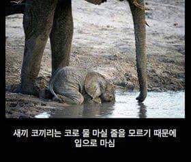 아기코끼리가 물마시는 법 | 인스티즈