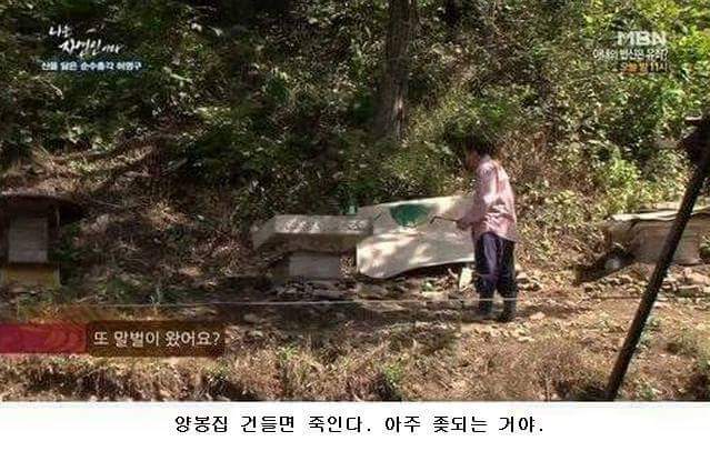 말벌잡는아저씨ㅋㅋㅋㅋㅋㅋㅋㅋ | 인스티즈