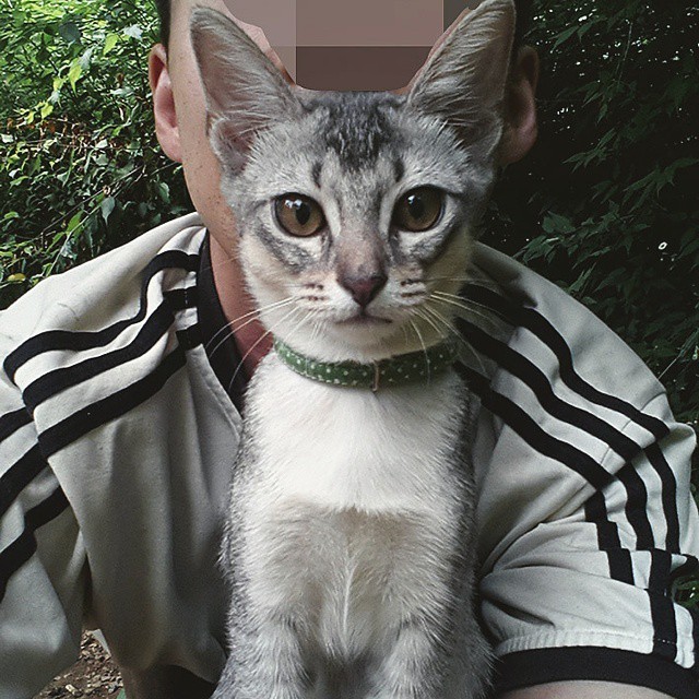 고양이 산책 종결.jpg | 인스티즈