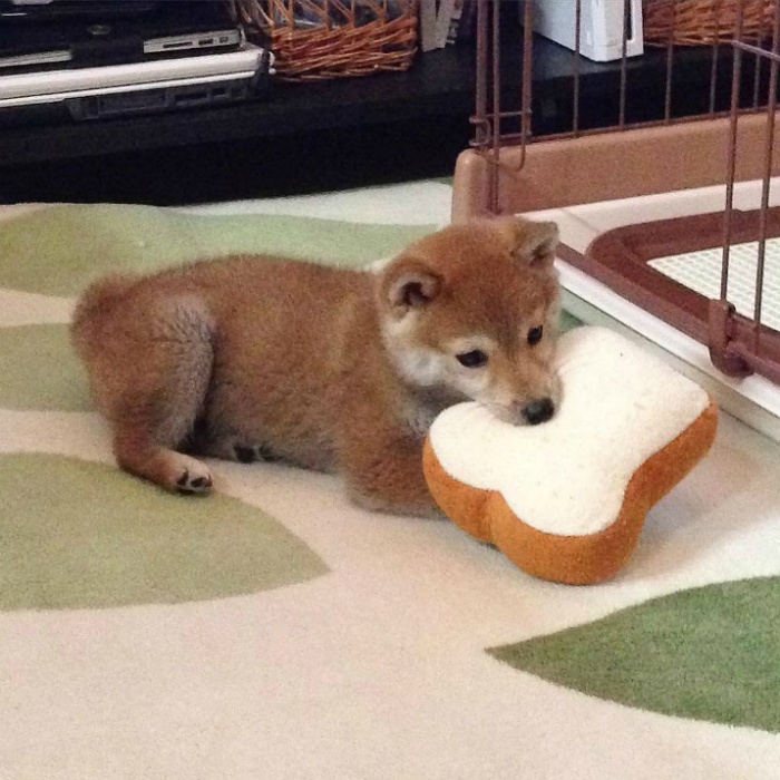 식빵과 시바견 | 인스티즈