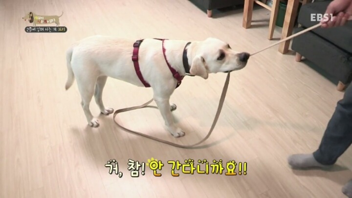 겁 많은 대형견 보리 | 인스티즈