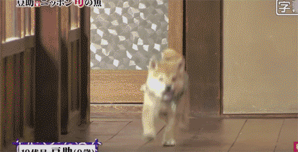 [테이터주의] 일본 교양 프로그램 마스코트인 애기 시바견.gif | 인스티즈
