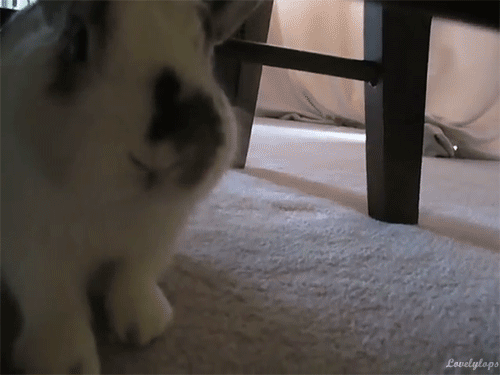 [토끼] 토끼.gif (데이터 주의) | 인스티즈