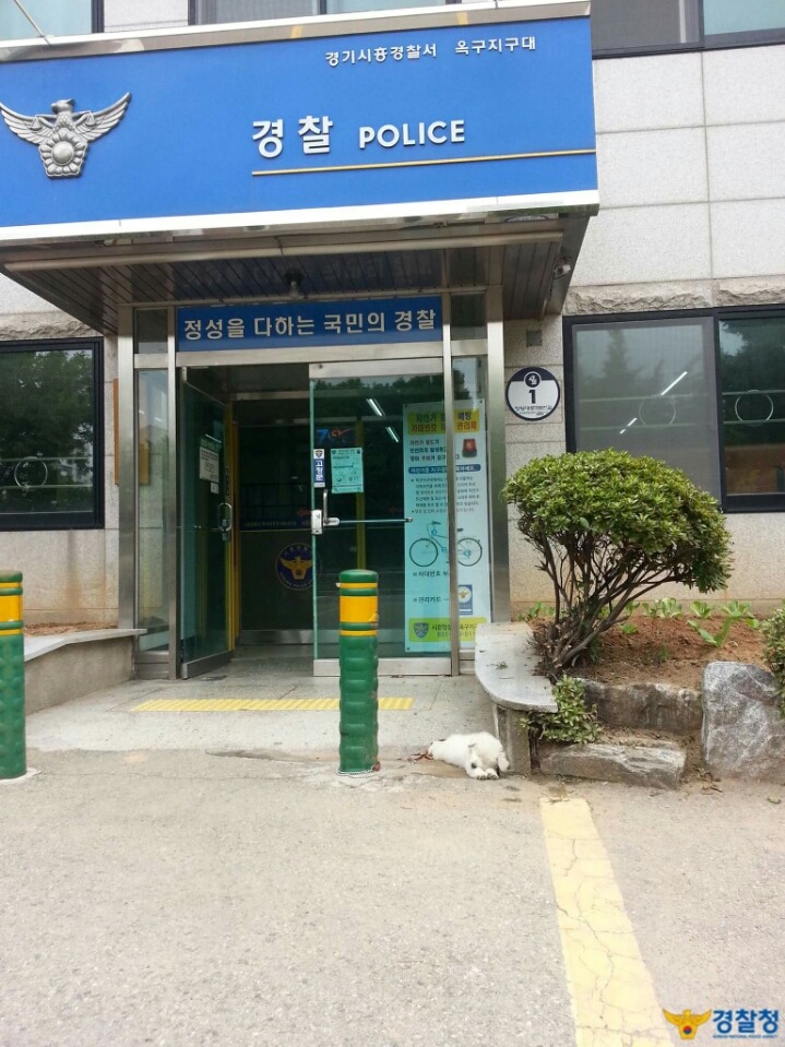 시흥시 옥구지구대 강아지 옥도리.jpg | 인스티즈