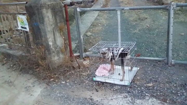 대구 한나네 보호서에서 사료가 떨어져 굶주리는 강아지들을 도와주세요 | 인스티즈