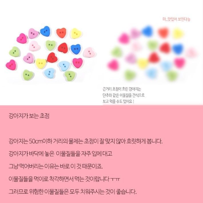강아지가 보는 세상 | 인스티즈