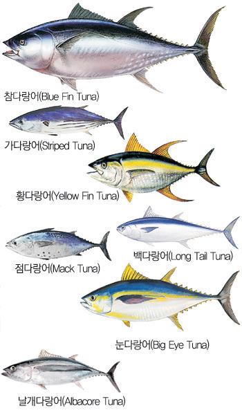 참치회 아는 척 하기 | 인스티즈