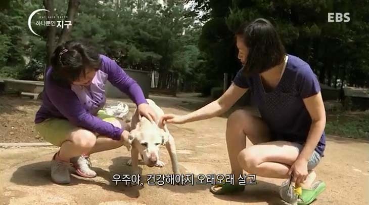  당신은 반려동물과 이별할 준비가 되었나요? | 인스티즈