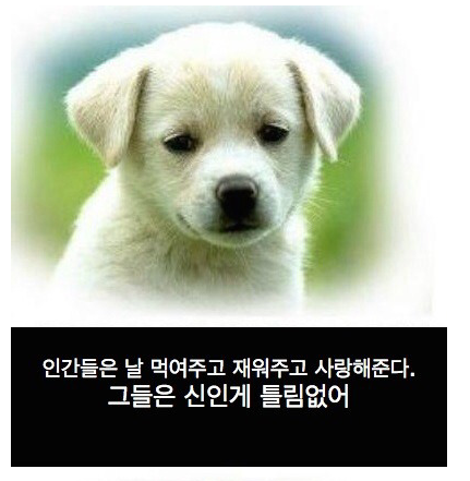 개와 고양이의 멘탈 차이... 저는 공감이 됩니다만...^^ | 인스티즈