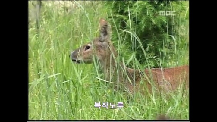 북한 개마고원에 살고 있는 동물들 | 인스티즈