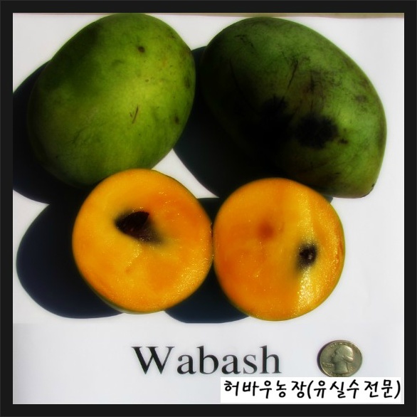 포포 이미지