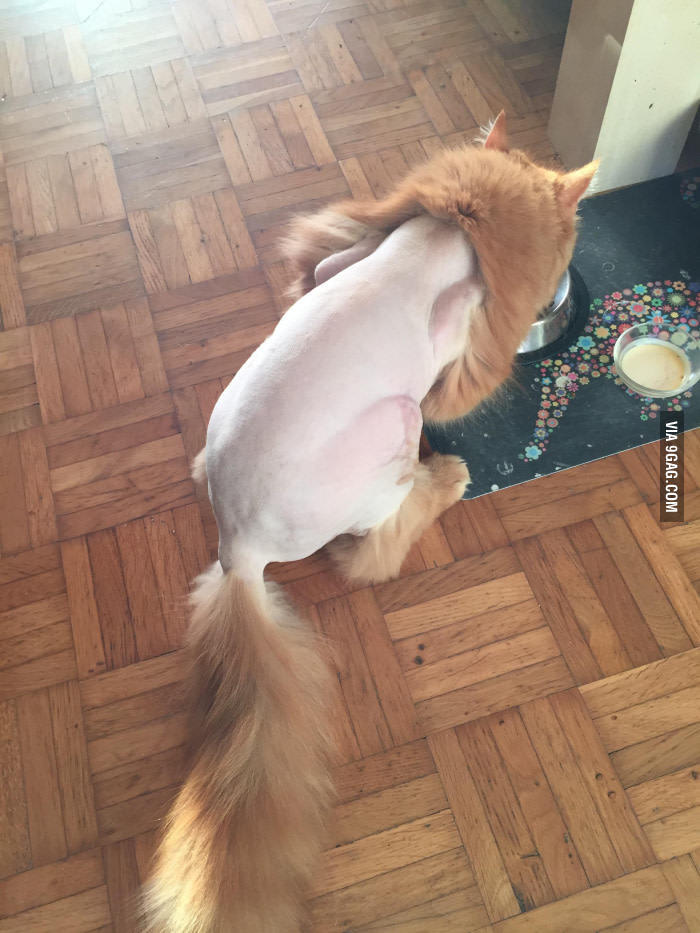 주인이 나가면 고양이들이 제일 먼저 하는거 | 인스티즈