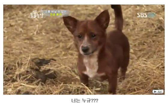 서럽게 우는 강아지 ㅠㅠ | 인스티즈