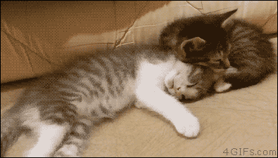 고양이+토끼 | 인스티즈