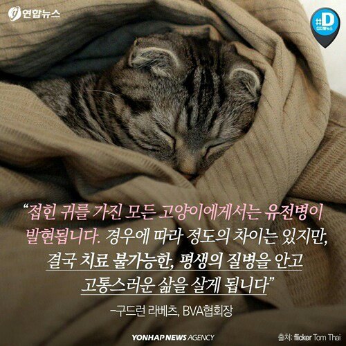 귀엽다구요? 사실 난 아픈 고양이에요 | 인스티즈