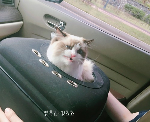 랙돌 고양이 쵸쵸의 매력에 빠져들것이다 | 인스티즈