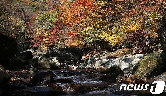 사진기자들이 포착한 2017년 단풍들.jpg | 인스티즈