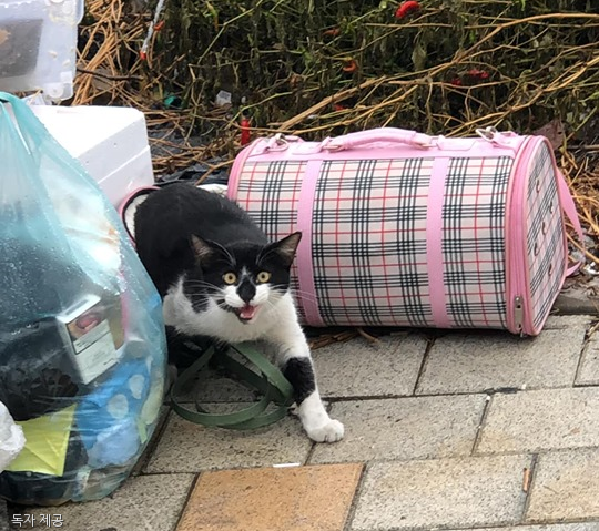 태풍 오던날 쓰던 물건과 함께 쓰레기장에 버려진 고양이 | 인스티즈