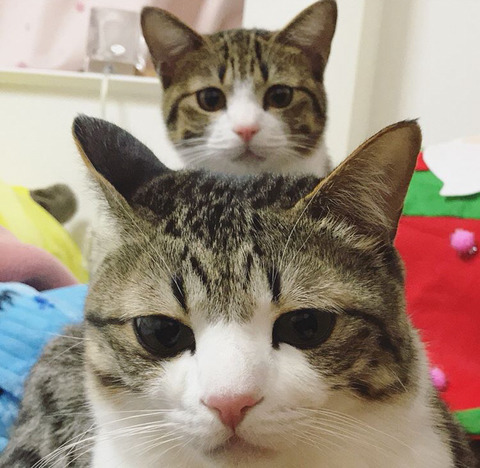 이름이 참새(すずめ)라는 사랑스런 고양이 | 인스티즈