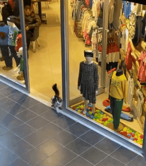 옷가게에 들어와 우다다하는 냥이.gif | 인스티즈