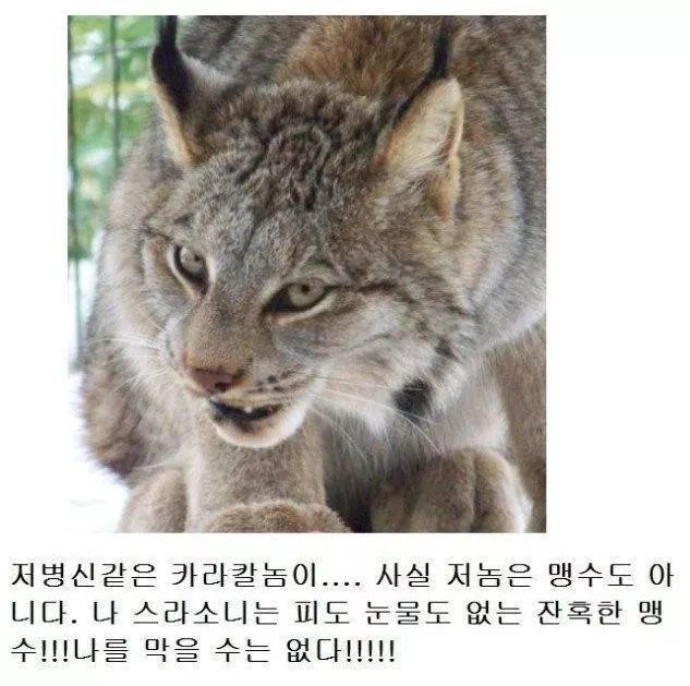 고양이과 동물의 공통점 | 인스티즈