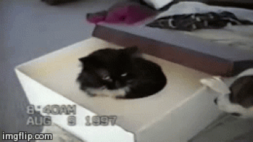 고양이가 개를 싫어하는 이유.gif (유머) | 인스티즈