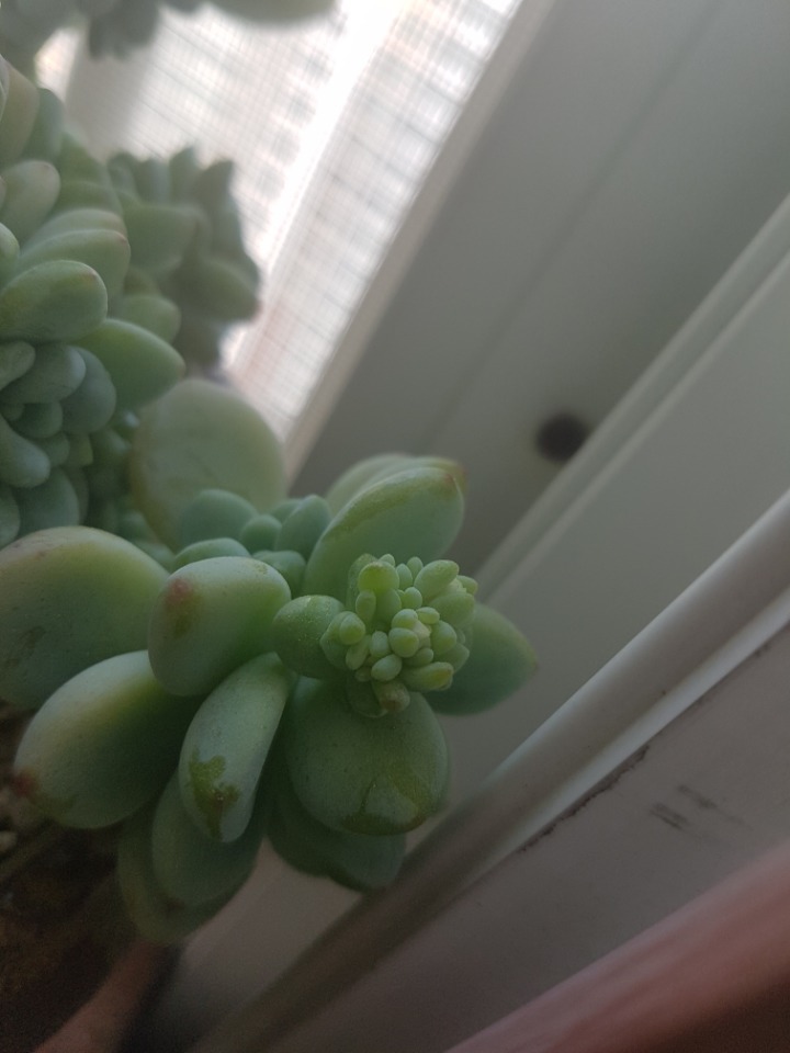 요고요고 이미지