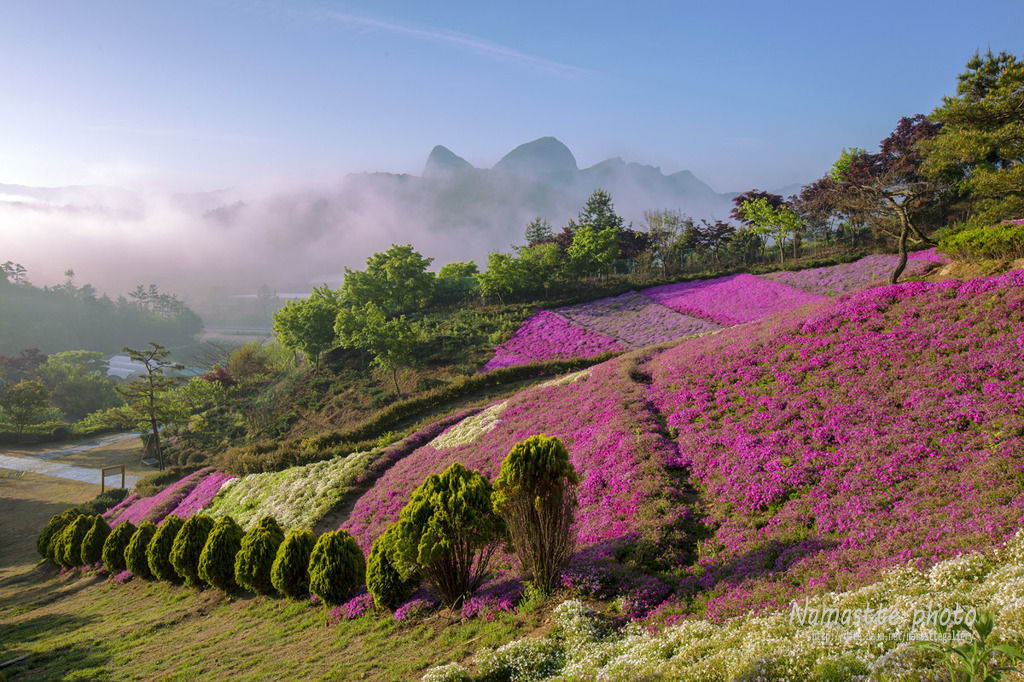 동산잔디 이미지