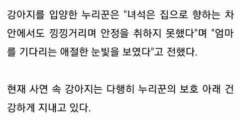엄마가 로드킬로 죽은 자리를 떠나지 못하는 강아지... | 인스티즈