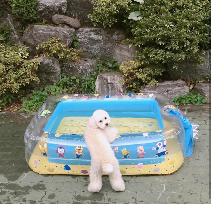 슬리피가 키우는 반려견 퓨리.jpg | 인스티즈