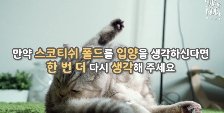 고양이 라온이 건강검진 받다. 그리고 가슴아픈 소식(스코티쉬폴드 유전병) | 인스티즈