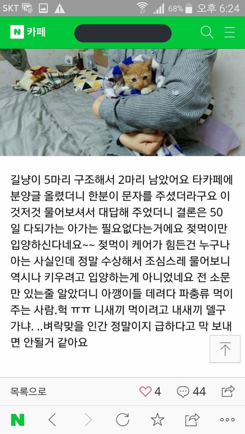 아기고양이를 입양해 파충류 먹이로 주려는 일부 몰상식한 파충류 사육자들 | 인스티즈