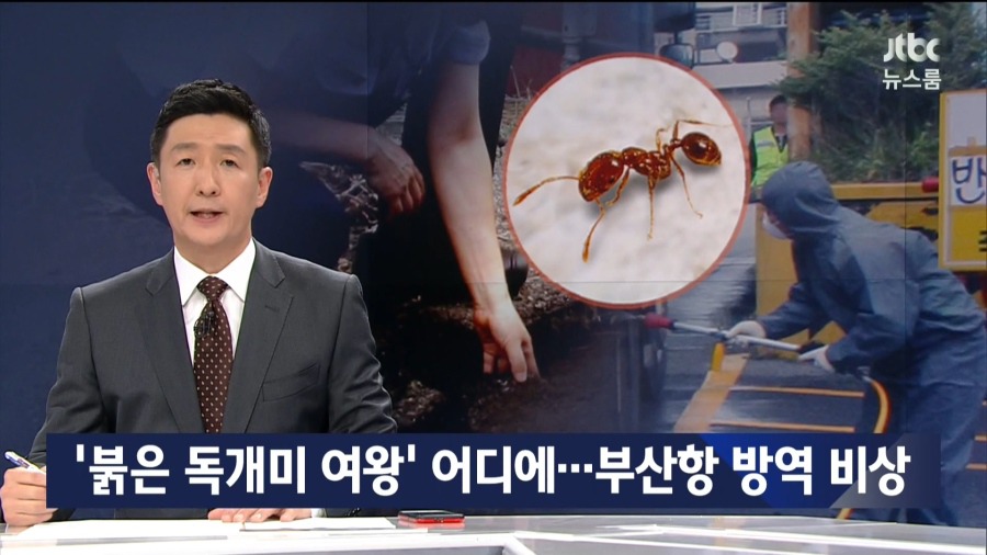 위험한 붉은 독개미 국내 유입 | 인스티즈