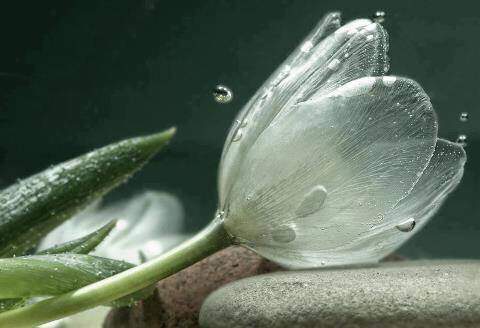 비에 젖어서 하얗고 투명한 속살이 다 비치는 | 인스티즈