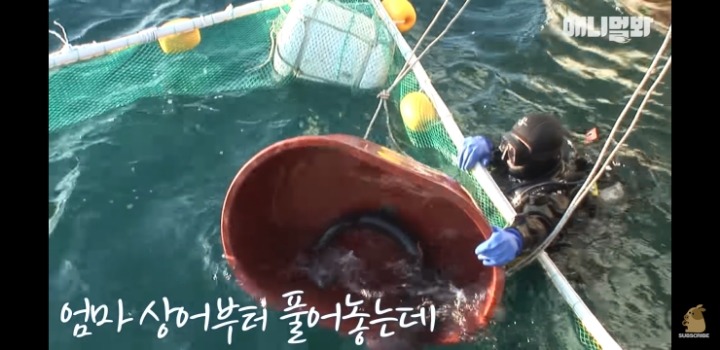 횟집에서 새끼 출산하는 상어 | 인스티즈