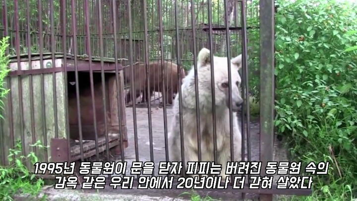30년간 학대받은 곰 자연으로 돌아간 후 놀라운 변화 | 인스티즈