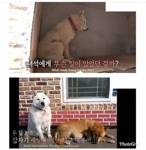 친구의 죽음에 식사를 거부한 댕댕이.jpg | 인스티즈