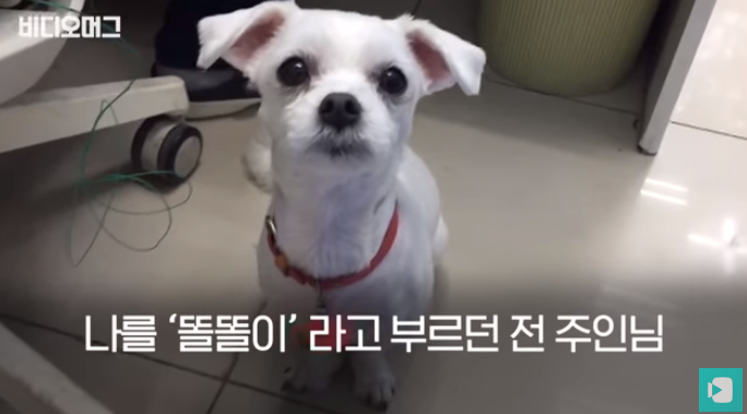 폭염 속 버려진 똘똘이가 모니로 개명한 사연 | 인스티즈
