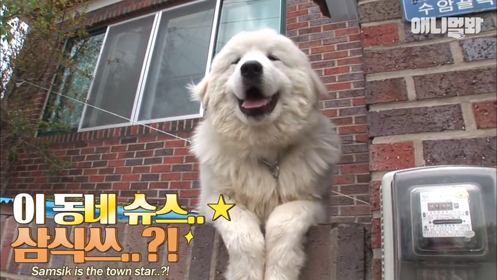 모른척 지나가면 짖는 삼식이.jpg | 인스티즈