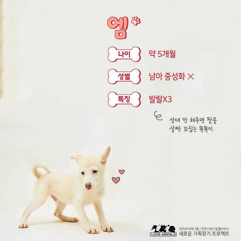 우리는 언제 가족이 생기나요? 사지 말고 입양하세요! | 인스티즈